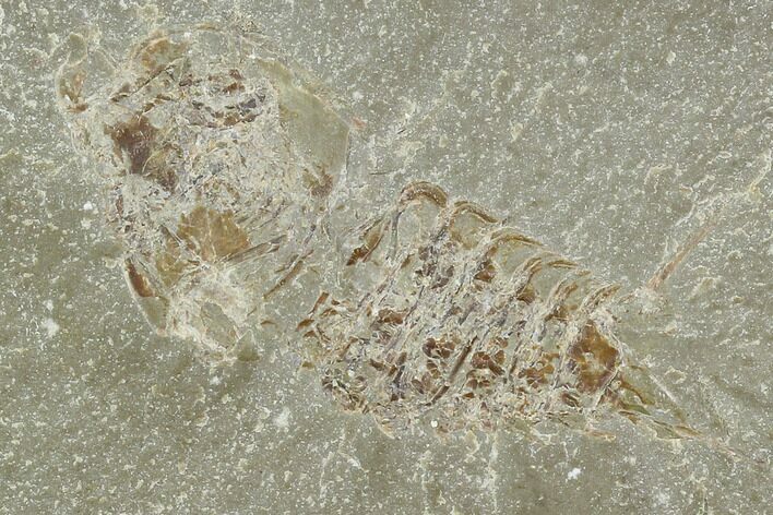 Mississippian Mantis Shrimp Precursor - Bear Gulch Limestone #130255